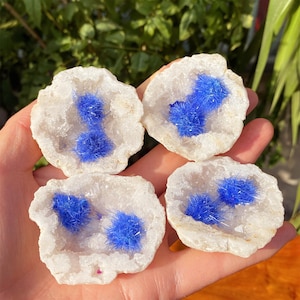 Pode incluir: Quatro espécimes de geodo branco com vibrantes aglomerados de cristais azuis. Cada geodo está aberto, revelando as formações azuis brilhantes dentro do exterior branco e áspero. Os geodos são segurados em uma mão, com um fundo verde.