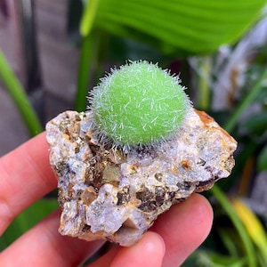 Rare Pyromorphite Ore Specimen,Pyromorphite Crystal,Green,Quartz Crystal Cluster,Reiki Healing,Mineral Specimens,crystal decoration 1pc
