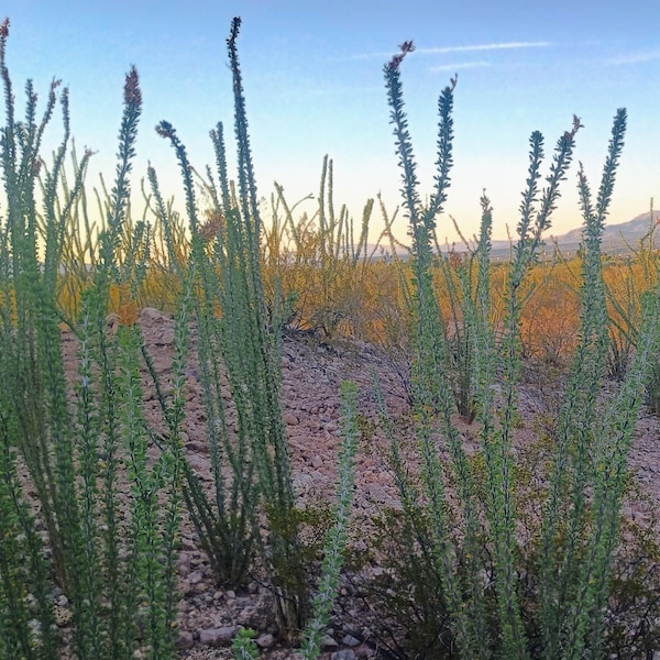 9 Qty - 6 Inch Ocotillo Cuttings