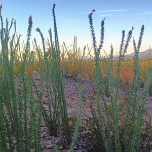 3 Qty - 6 Inch Ocotillo Cuttings