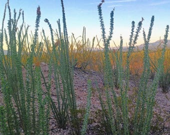 3 Qty - 6 Inch Ocotillo Cuttings