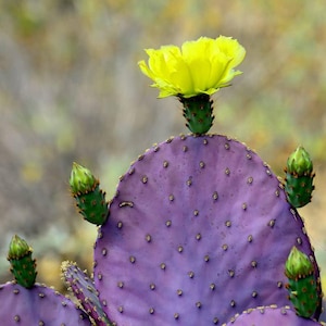 May include: Close-up of a purple prickly pear cactus with a bright yellow flower in full bloom. The cactus has several green buds and small brown spots. The background is a soft, blurred mix of greens and browns.