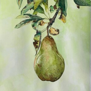 Acquerello di pera verde succosa / Opera d'arte originale su carta / 2024