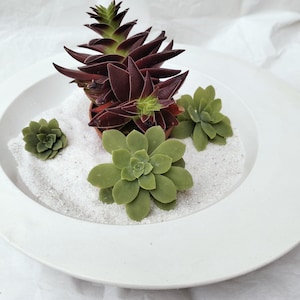 Peut inclure: Un plat en céramique blanc rempli de sable blanc et de plusieurs plantes succulentes. Les succulentes varient en couleur, allant du bordeaux foncé au vert clair. L'arrangement comprend une succulente haute et épineuse et plusieurs plus petites et arrondies.
