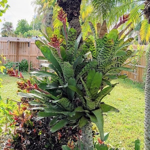 May include: A vibrant bromeliad plant with green and patterned leaves and red and yellow flower spikes. The plant is attached to a tree trunk, with a lush green lawn and a wooden fence in the background.