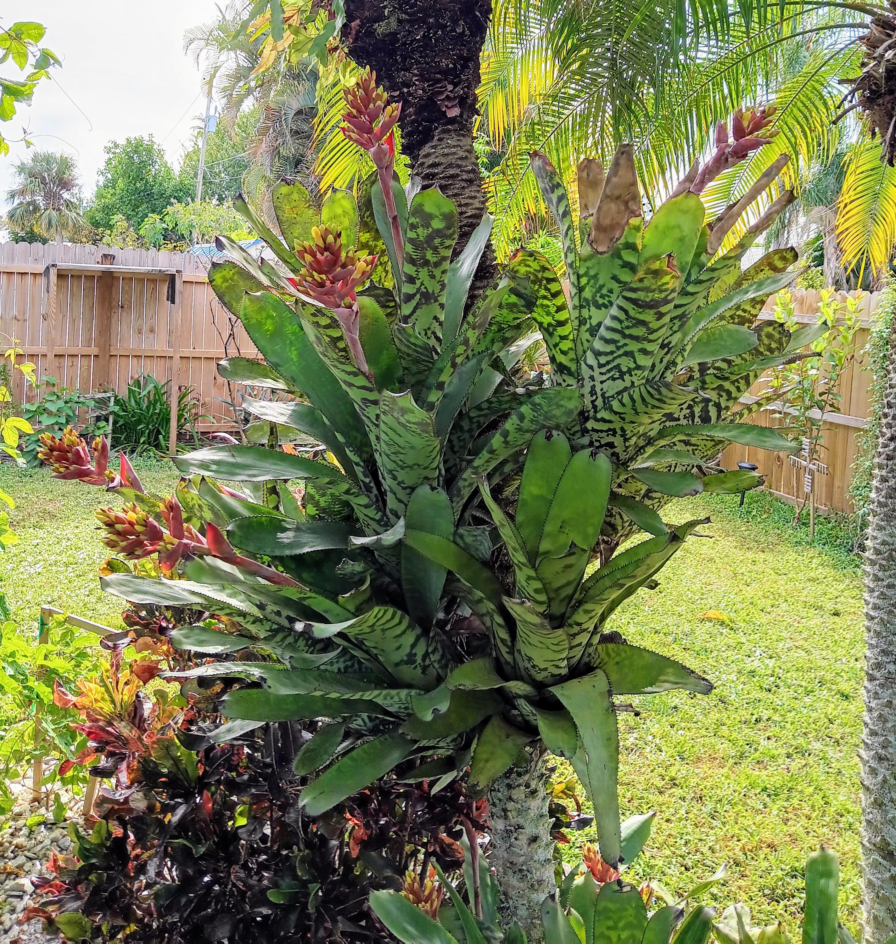 Aechmea Fosteriana Bromeliad