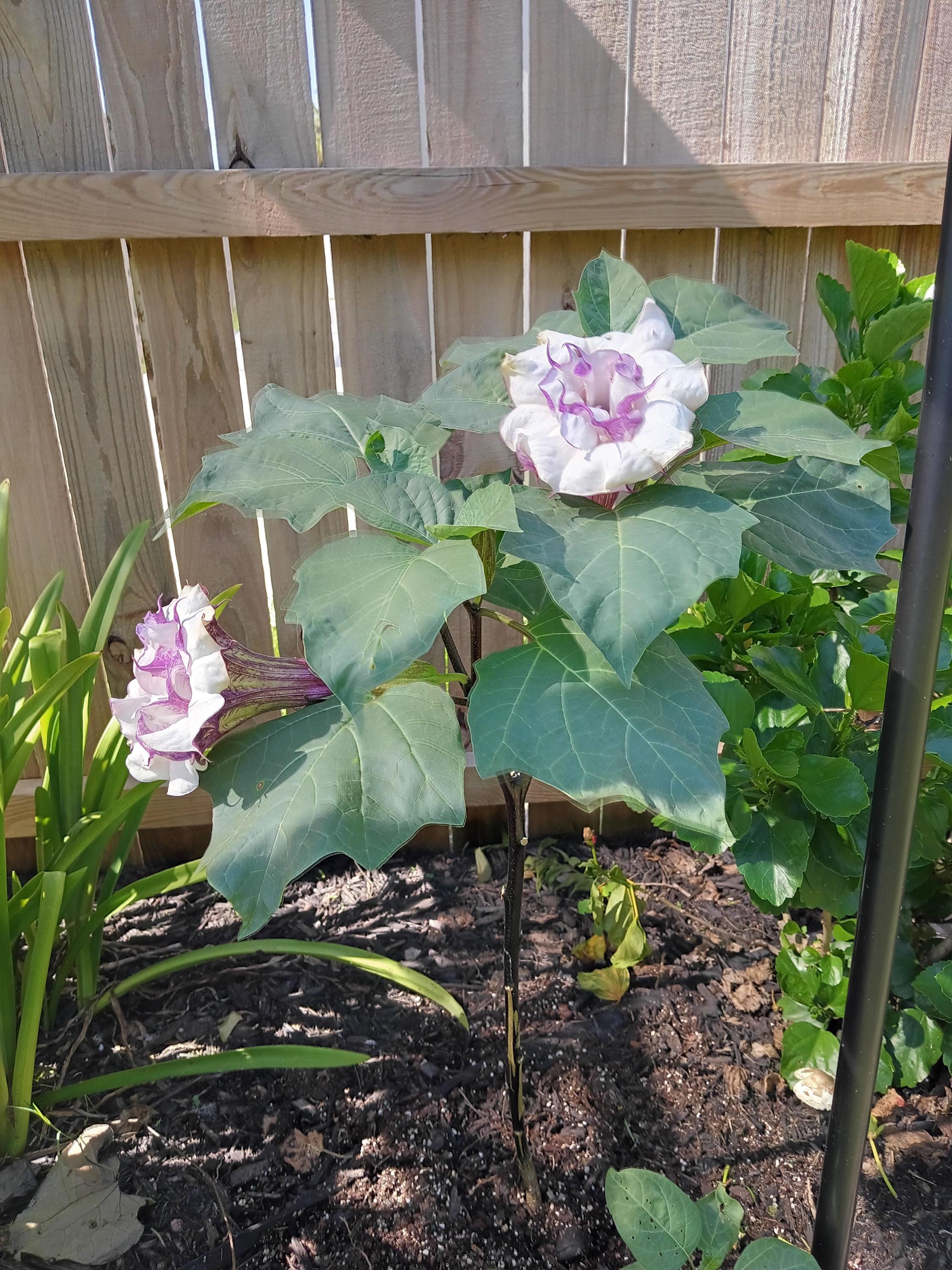 Devil's Plant - Etsy