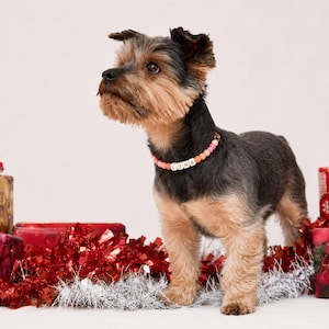 May include: A small Yorkshire Terrier dog with black and tan fur wearing a custom beaded collar. The collar features round pink and orange beads with white square letter beads spelling out the name LUNA in black capital letters.