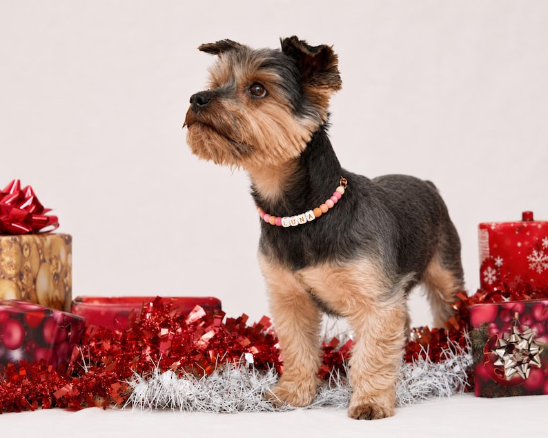 May include: A small Yorkshire Terrier dog with black and tan fur wearing a custom beaded collar. The collar features round pink and orange beads with white square letter beads spelling out the name LUNA in black capital letters.