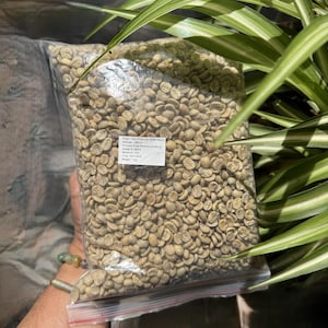 Op de afbeelding: Een doorzichtige plastic zak gevuld met rauwe, lichtgroene koffiebonen. Op de voorzijde zit een wit rechthoekig etiket met de tekst: Origin: Ultra Premium Green Beans, Altitude: 1450 m, Process: Fully Washed (Arabica), Grade A (88%), Moisture: 12%, Crop: 2023-2024, Weight: 1 kg.