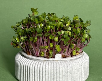Microgreens Growing Kit