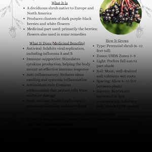 Informatieblad vlierbessen