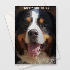 Berner Sennenhund Grußkarte, Berner Sennenhund Grußkarte