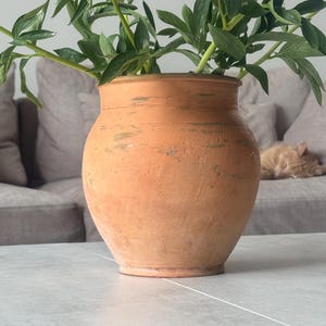 May include: A terracotta-colored, round vase holds green leafy stems. The vase sits on a light gray surface. The background includes a gray sofa and a sleeping orange cat.