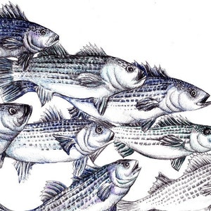 Striped Bass Fish Art Print - 8x10 Fish Illustration Giclee Print - Fish Wall Art - Fishing Gift