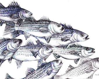 Striped Bass Fish Art Print - Fish Illustration Giclee Print - Fish Wall Art - Fishing Gift