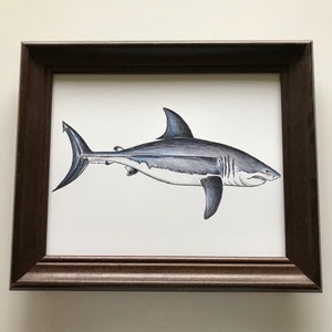 Great White Shark Art Print - Shark Ink Drawing - Giclee Print - Shark Wall Art - Shark Decor - Gift for him