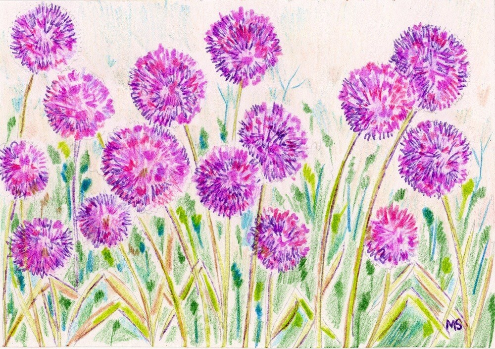 Allium Garden Flower Art Print Colored Pencil Ink Drawing Etsy