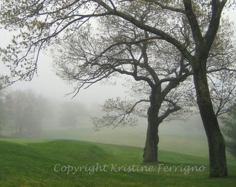 Trees in Fog - Swampscott No.2 Photo Card