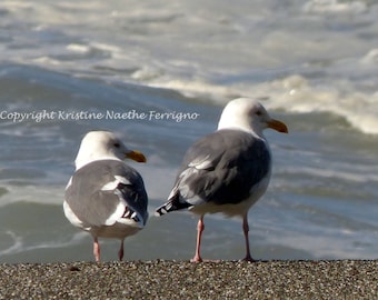 California Seagulls # 1 Photo Card