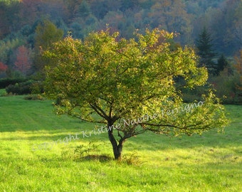 Ebenezer's Tree Photo Card