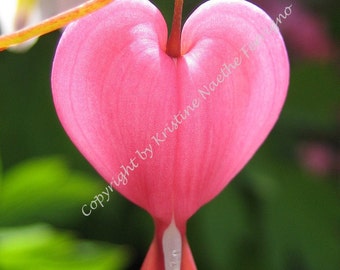 Pink Bleeding Heart Photo Card