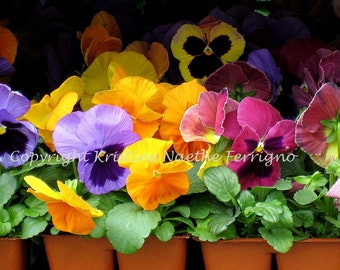 Pansies - Screen Saver Photo Card