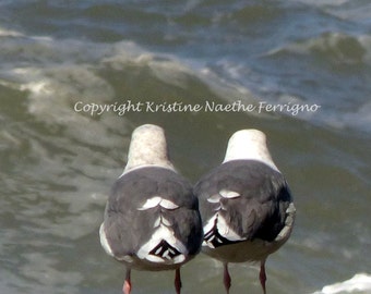 California Seagulls # 2 Photo Card