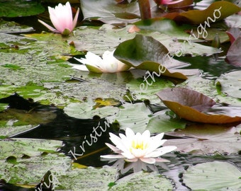 Water Lilies - Cologne Photo Card