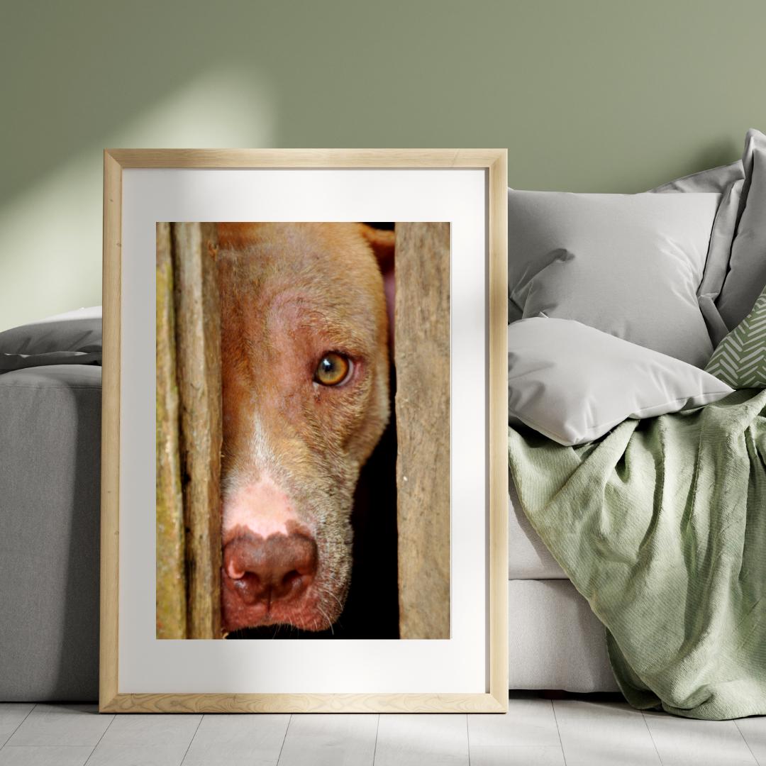 Sad face dog España