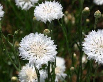 Semillas de botón de soltero alto blanco