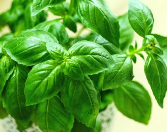 Semillas de albahaca genovesa