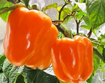 Orange Sun Sweet Bell Pepper Seeds