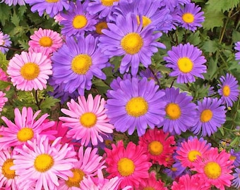 Semillas de aster chino de mezcla única