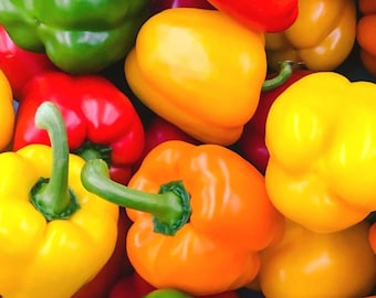 Rainbow Mix Bell Pepper Seeds