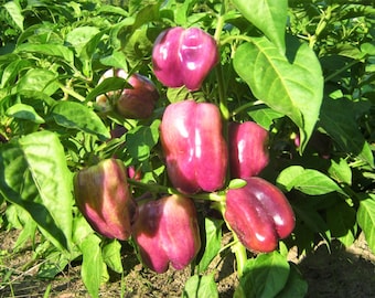 Lilac Bell Pepper Seeds