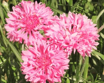 Semillas de botón de soltero alto rosado