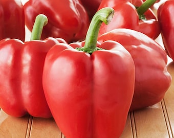 Yolo Wonder Improved Bell Pepper Seeds