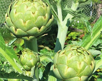Semillas de alcachofa verde