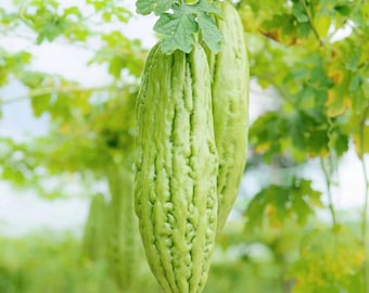 Semillas de melón amargo de piel verde