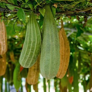 Buab Khom Angled Luffa Gourd Seeds