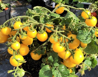 Patio Choice F1 Yellow Tomato or Dwarf Seeds