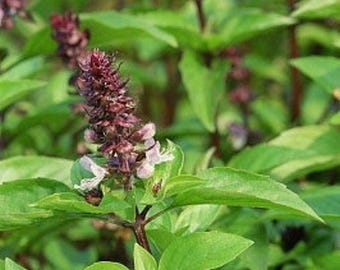Semillas de albahaca y canela