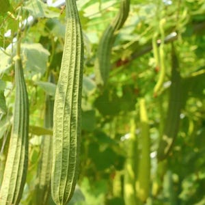 Da Rou Angled Luffa Gourd Seeds