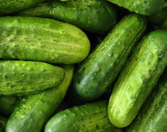 National Pickling Cucumber Seeds