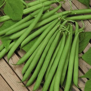 Burpee Stringless Green Bean Seeds