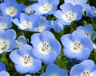 Semillas de ojos azules de bebé