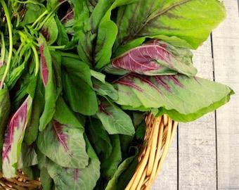 Semillas de amaranto de hoja roja
