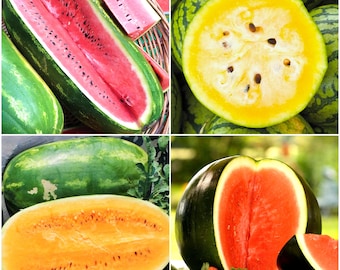 Mezcla especial de 4 variedades de sandía - Paquetes individuales - Semillas para plantar