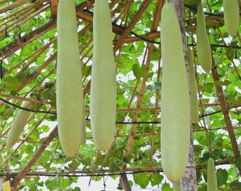 Nam Tao Ngam Long Bottle Gourd Seeds